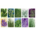 Herbaceous 2
