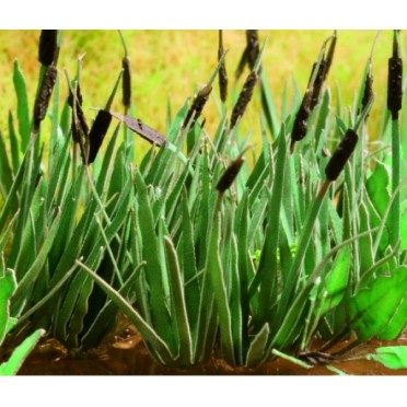 Ziterdes: Reed, 16 plants