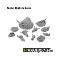 Animal Skulls & Bones 1