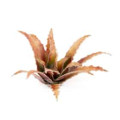 Laser Plants - Red Aloe 1