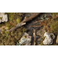 Gamers Grass - Shrubs 2