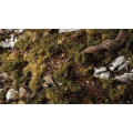 Gamers Grass - Shrubs 11